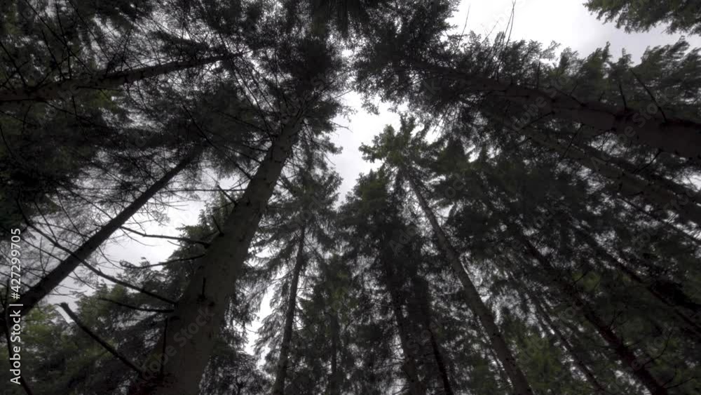 Pov orbiting shot between pine trees to the grey sky with dark cloudscape in nature Pov orbiting shot between pine trees to the grey sky with dark cloudscape in nature