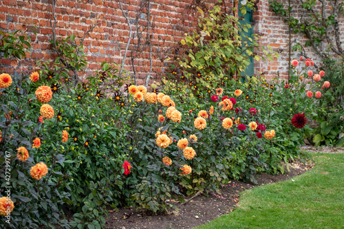 flowers in the garden