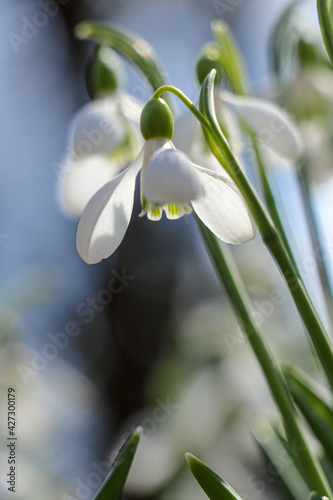 Abstract blurred natural background with white snowdrops flowers and blue sky