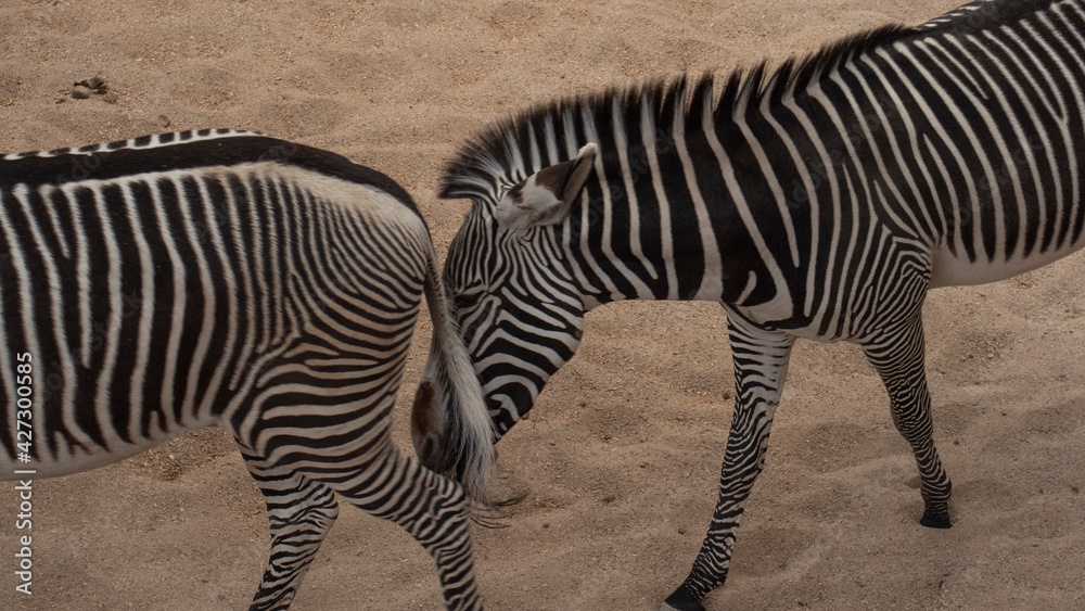 Two black and white zebras together Two black and white zebras together