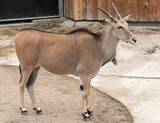 Mountain kazel with brown horns