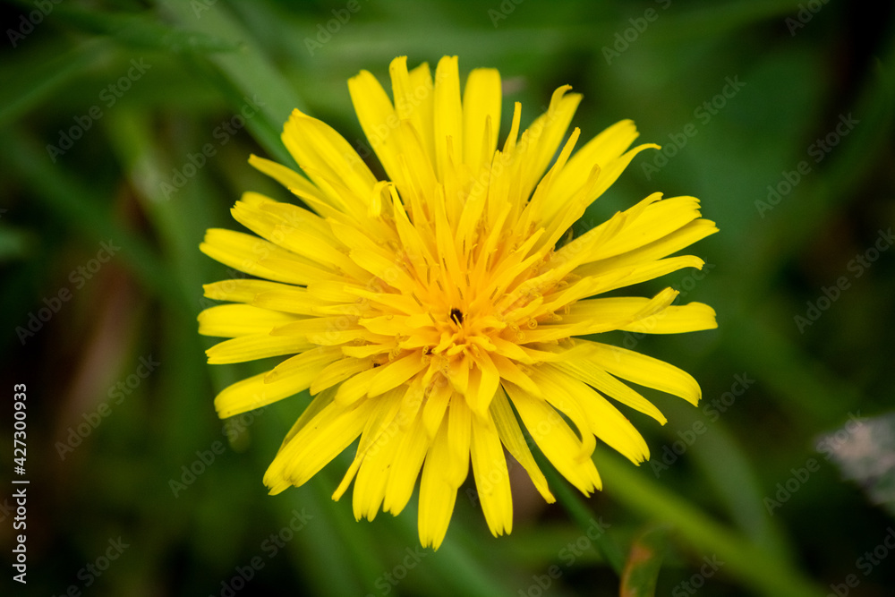 flores flores