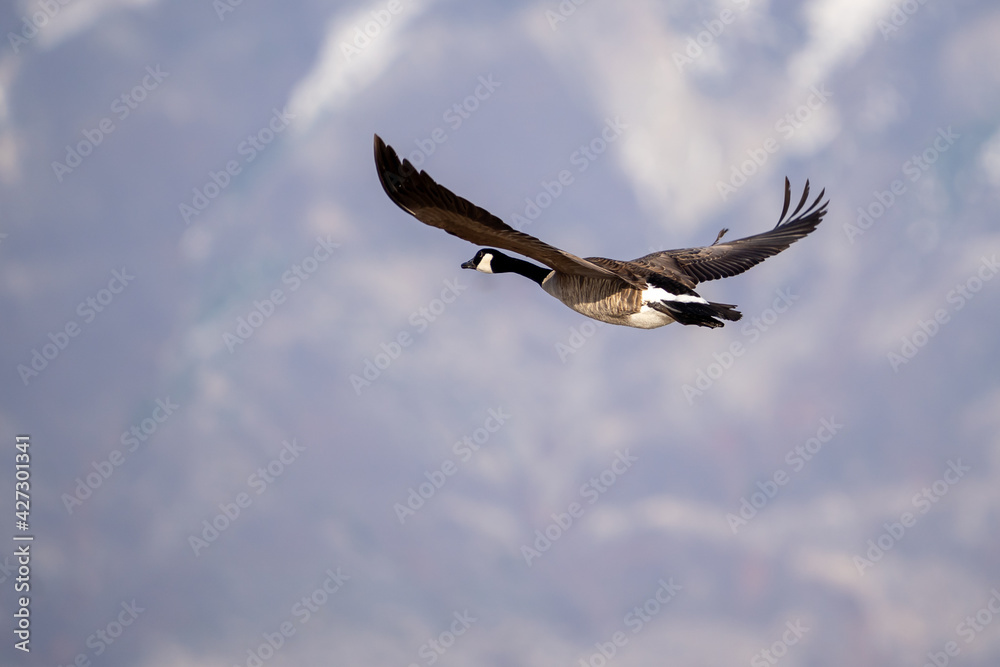 Obraz premium Canada goose in flight 