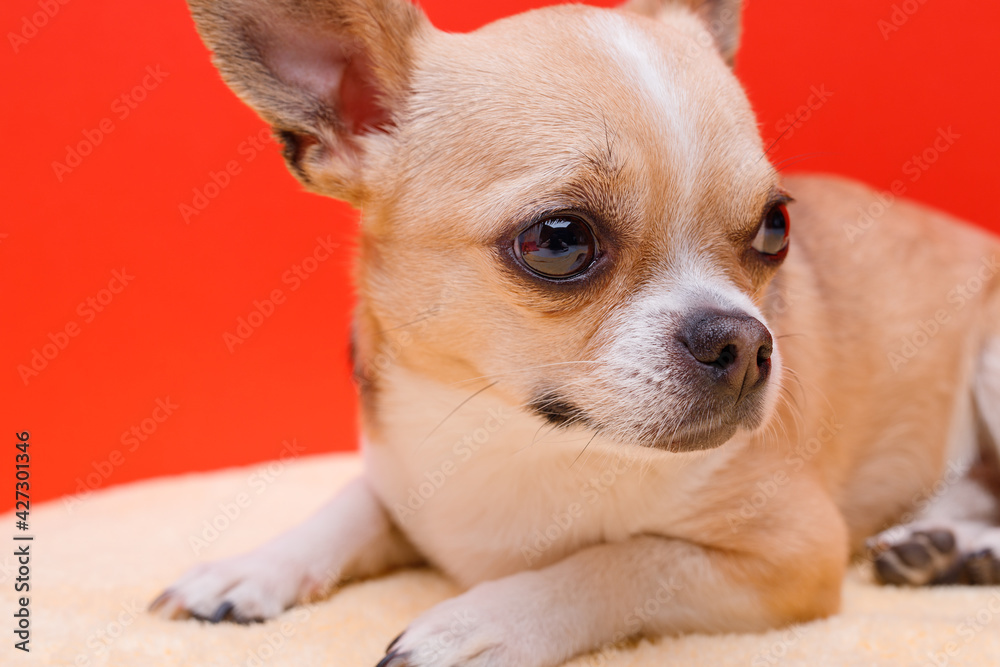 Portrait of cute puppy chihuahua. Little smiling dog on bright trendy red background. Free space for text.