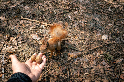 The man feeds the squirrel from his hand. The squirrel eats nuts from the man's hand