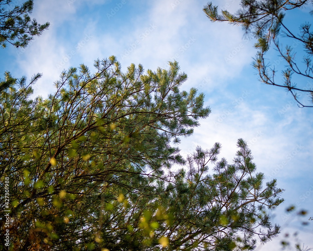 Obraz premium sky and tree