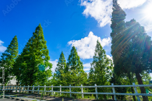 trees and sky