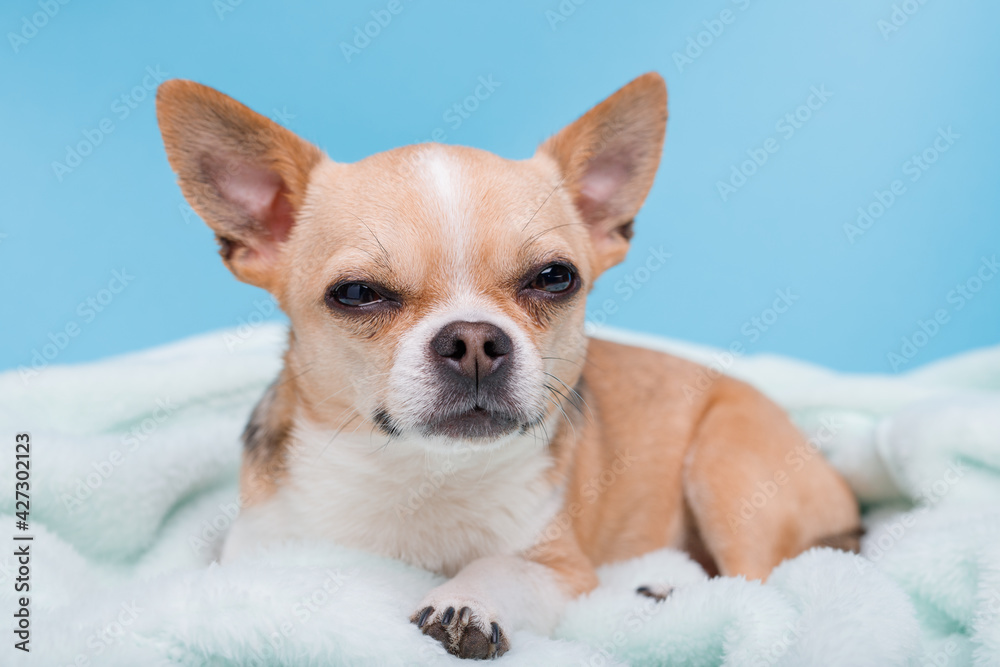 Portraite of puppy  with sly muzzle chihuahua lying on blue plaid. Little smiling dog.
