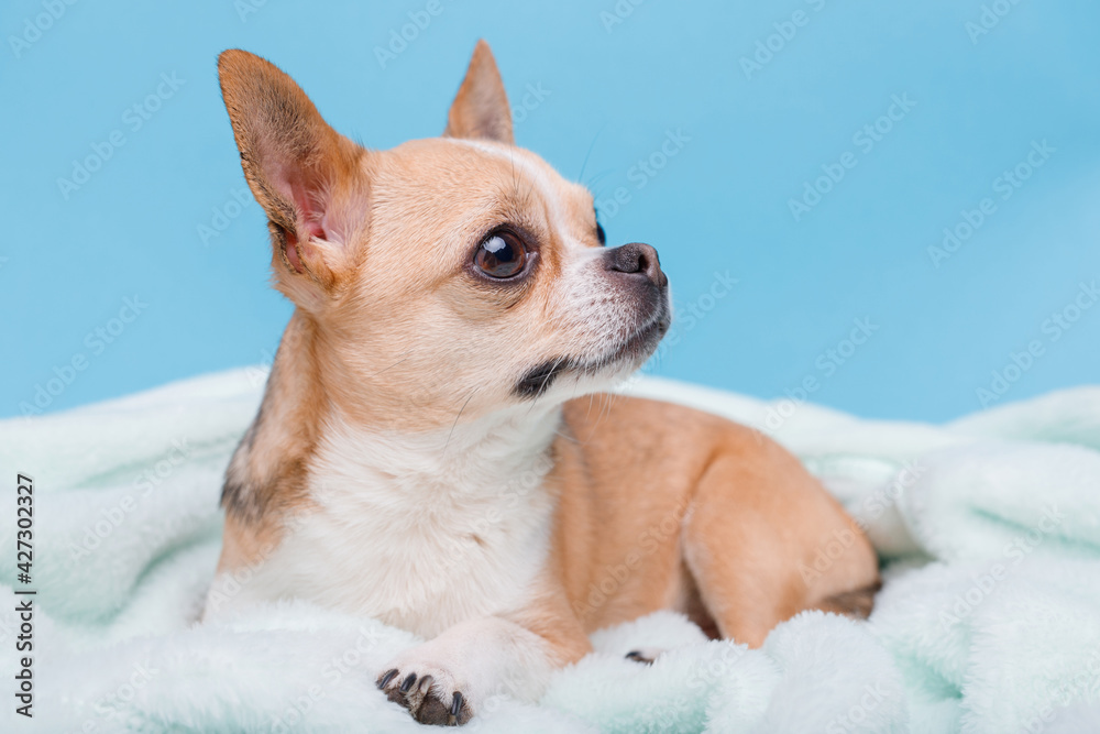 Portrait of cute puppy chihuahua lying on blue plaid. Little smiling dog. Portrait of cute puppy chihuahua lying on blue plaid. Little smiling dog.