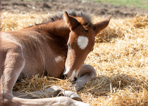 foal sleeping