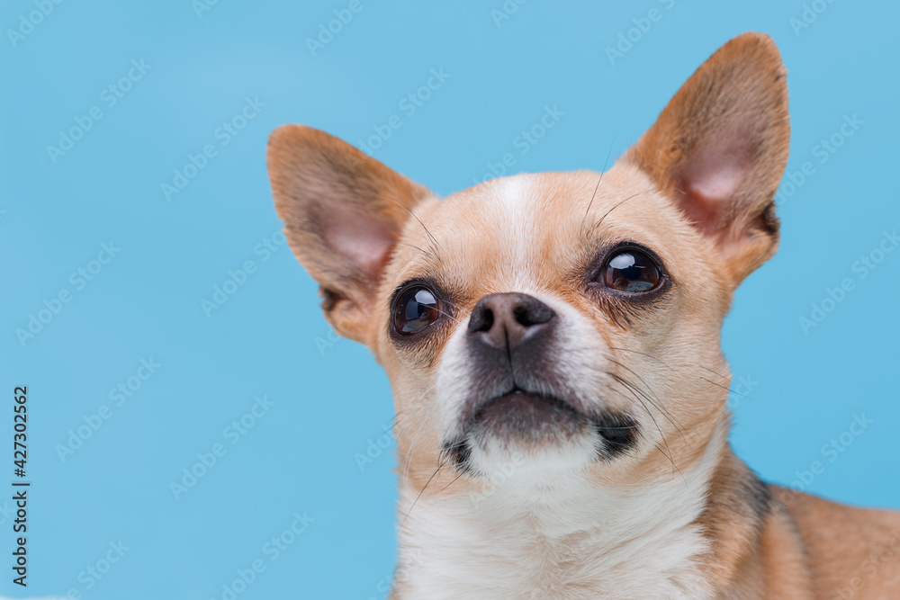 Portraite of cute puppy chihuahua. Little smiling dog on bright trendy blue background. Free space for text.