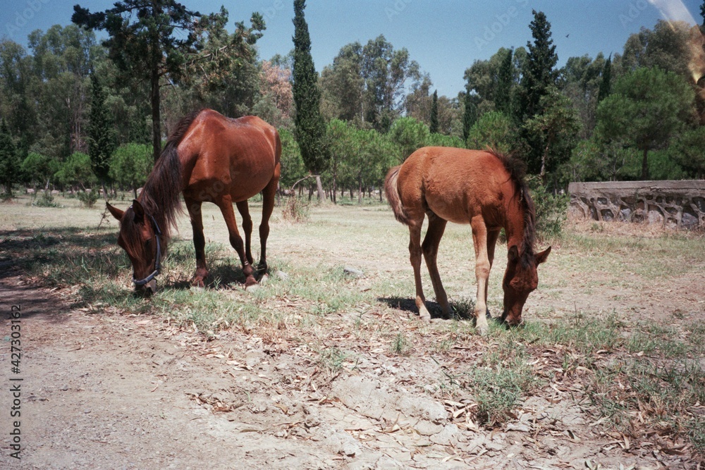 Fototapeta premium Mother horse and child horse