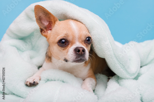 Portrait of cute puppy chihuahua lying on blue plaid. Little smiling dog.