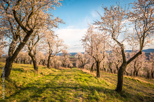 Blooming almond tree orchard bathed in the sun near Hustopece, South Moravia, Czech republic