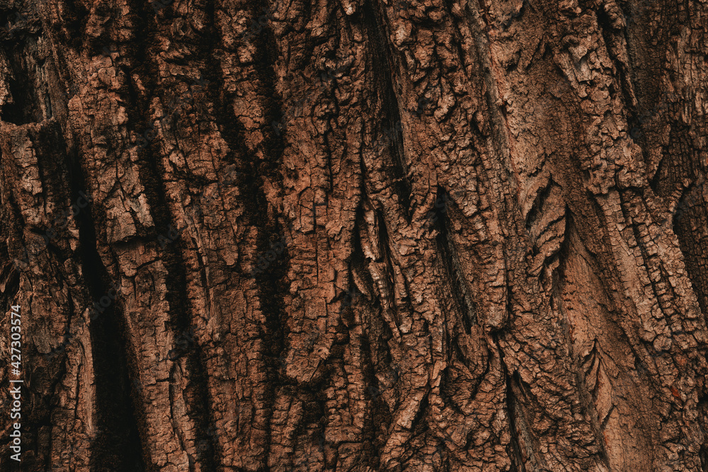 Tree bark texture pattern, old maple wood trunk as background - obrazy, fototapety, plakaty 