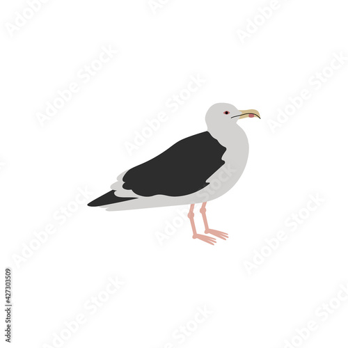Common seagull city bird, mew gull, European herring gull. Vector color hand drawn illustration isolated on white background.