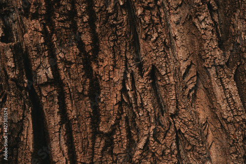 Obraz na plátně Tree bark texture pattern, old maple wood trunk as background