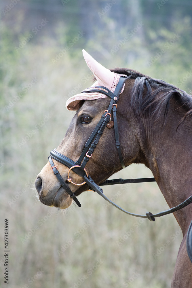 Obraz premium Reitpferd / Reitpony