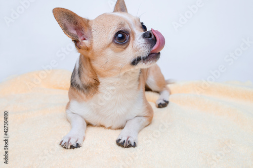 Portrait of cute puppy chihuahua lying on yellow plaid. Little smiling dog.