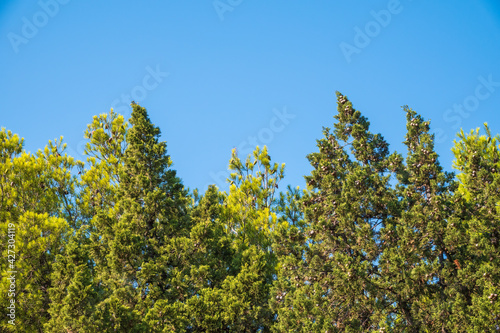 Green pine tree with long needles on a background of blue sky. Freshness  nature  concept.