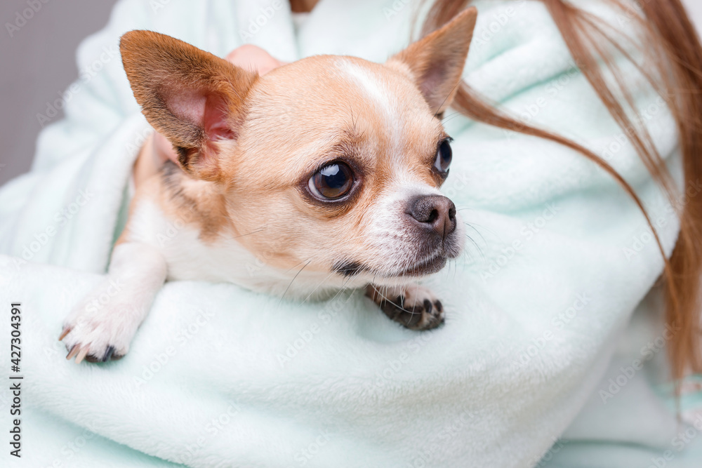 Woman holding and hug her lovely little smiling dog. Friend of human. Portraite of cute puppy chihuahua.