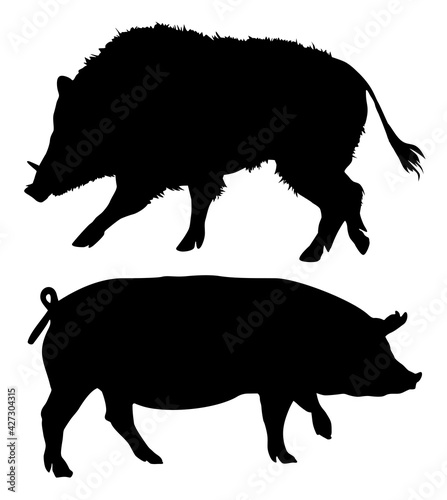 silhouette of a pet pig and wild animal boar