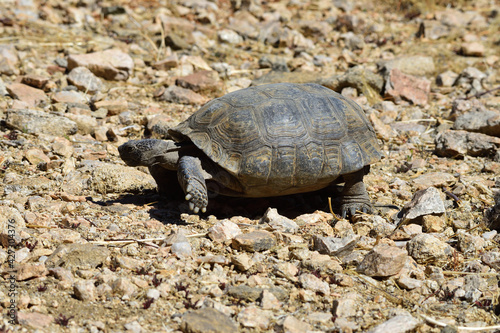 tortoise on the move