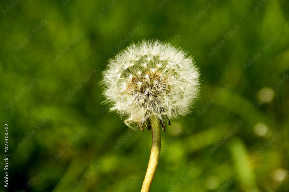 Close up of the stem and seeds of a dandelion weed. The seed head is commonly known as a 
