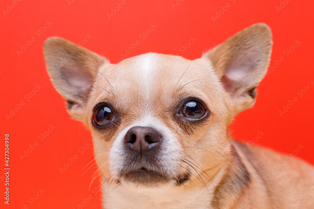 Portrait of cute puppy chihuahua. Little smiling dog on bright trendy red background. Free space for text.