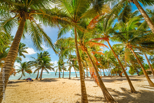 Fototapeta Naklejka Na Ścianę i Meble -  Coconut palm trees in Bois Jolan beach in Guadeloupe