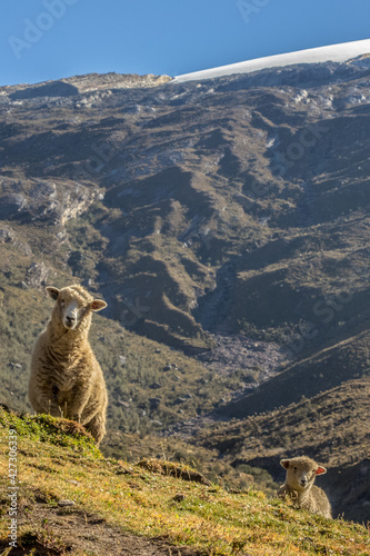 sheep in the mountains