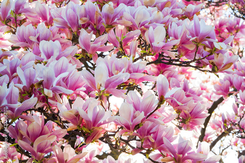 Close-up with flowering magnolia branches rich in vibrant colored petals in shades of purple and pink on a sunny spring day. Beautiful background, repeating pattern, blooming wallpaper.