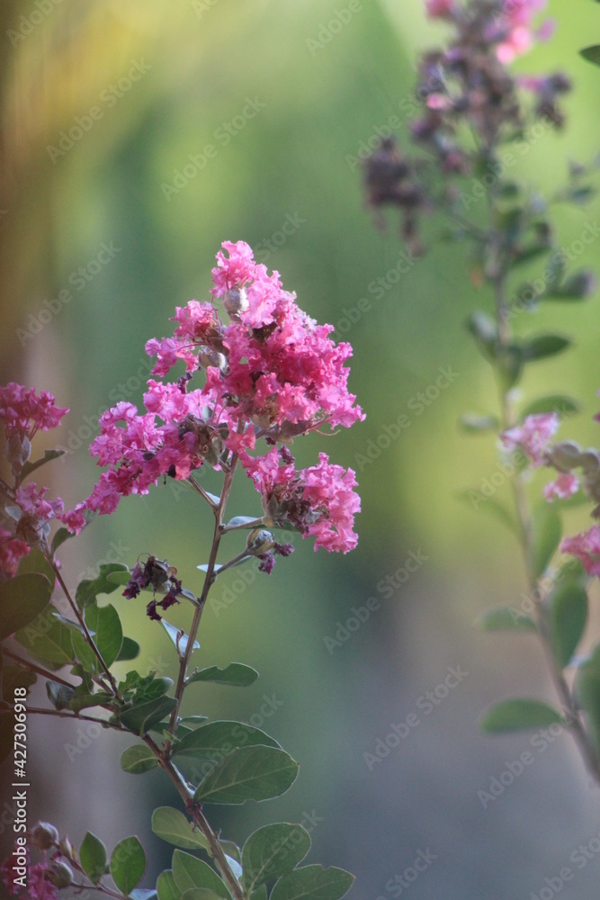 FLORES DE PRIMAVERA FLORES DE PRIMAVERA