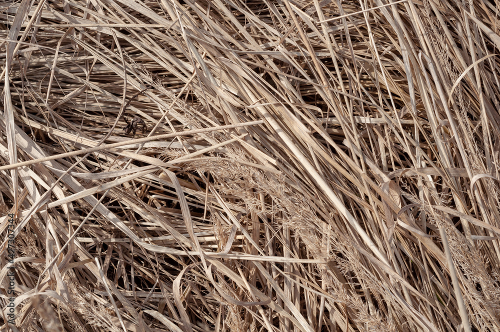 Caked dry grass close-up background Caked dry grass close-up background