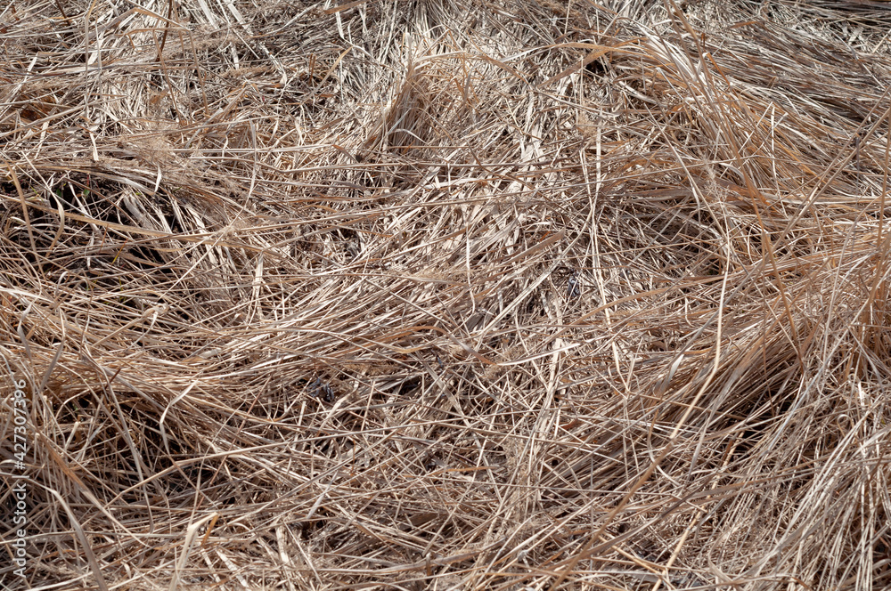 dry grass caked on the field top view dry grass caked on the field top view