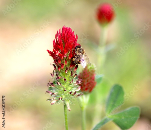 Honeybee on a Flower