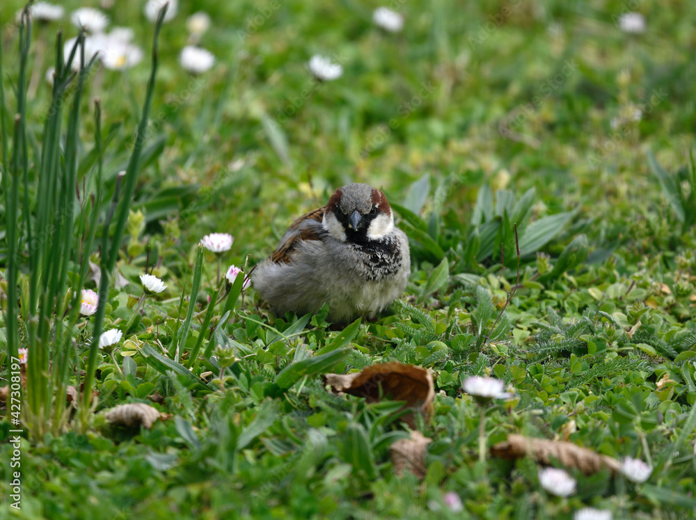 Obraz premium Printemps d'oiseau