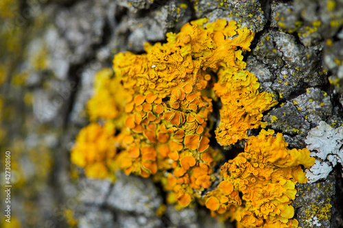 Textura de naturaleza