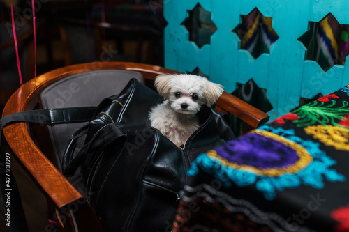 White poodle sits in a bag in a cafe