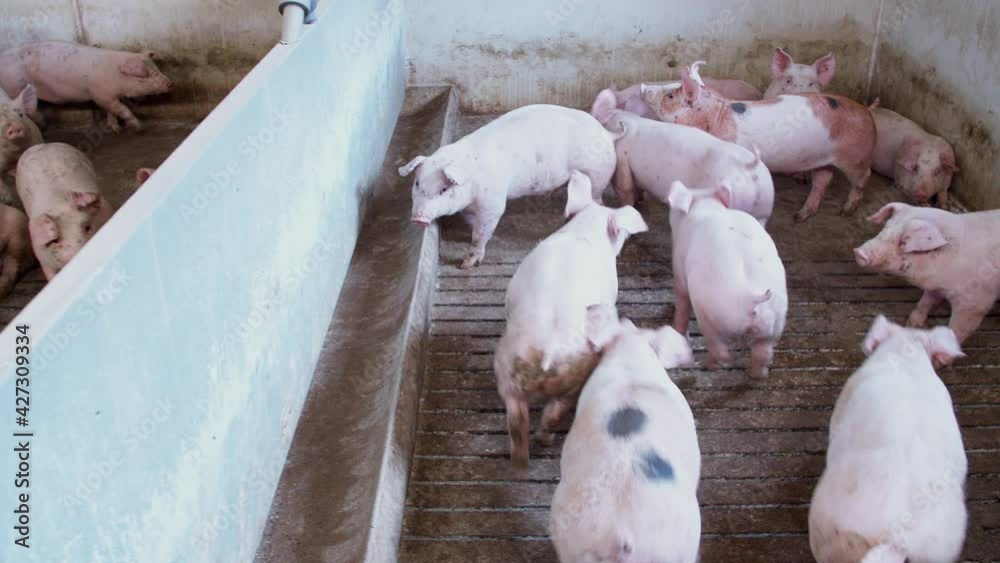 Pig farm with many pigs. Modern agricultural pigs farm