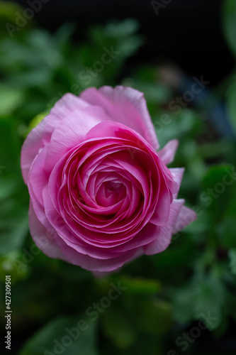 Ranunculus Potted Spring Flower Garden