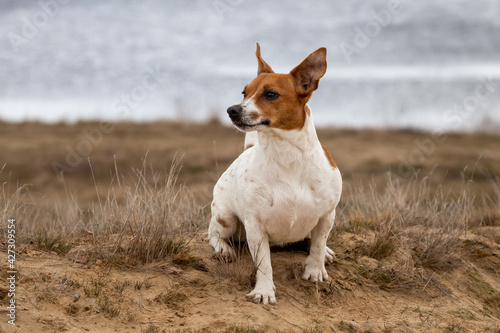 Portrait of Jack Russell Terrier on the sand.