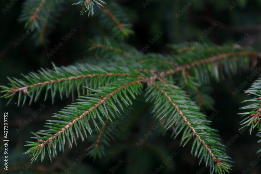 Tree needles on a dark background