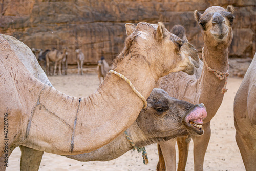 Close up on camel funny cute face, Chad, Africa  © Torsten Pursche