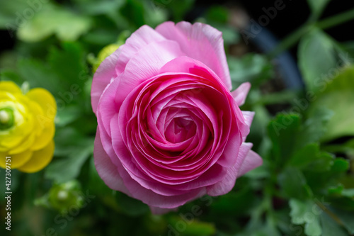 Ranunculus Potted Spring Flower Garden © KCULP