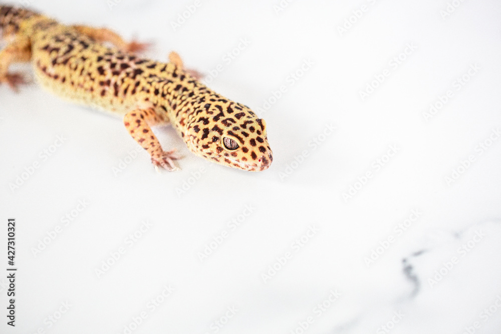 Leopard Spotted Gecko Leopard Spotted Gecko