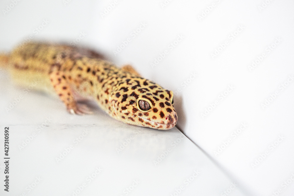 Naklejka premium Leopard Spotted Gecko