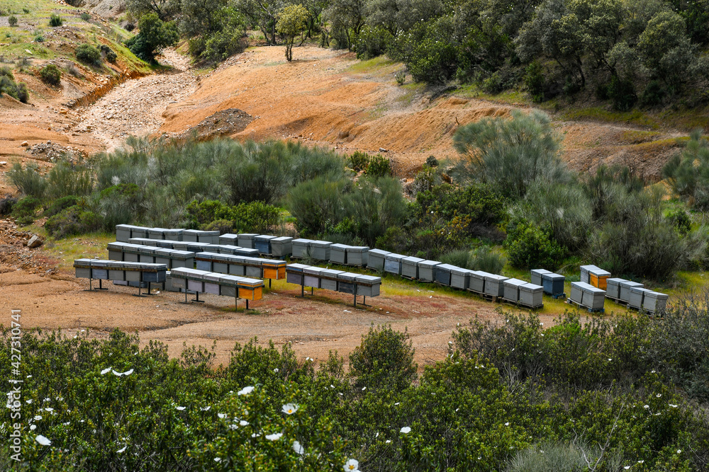 Fototapeta premium Beekeeping or apiculture in Castilla La Mancha, Spain