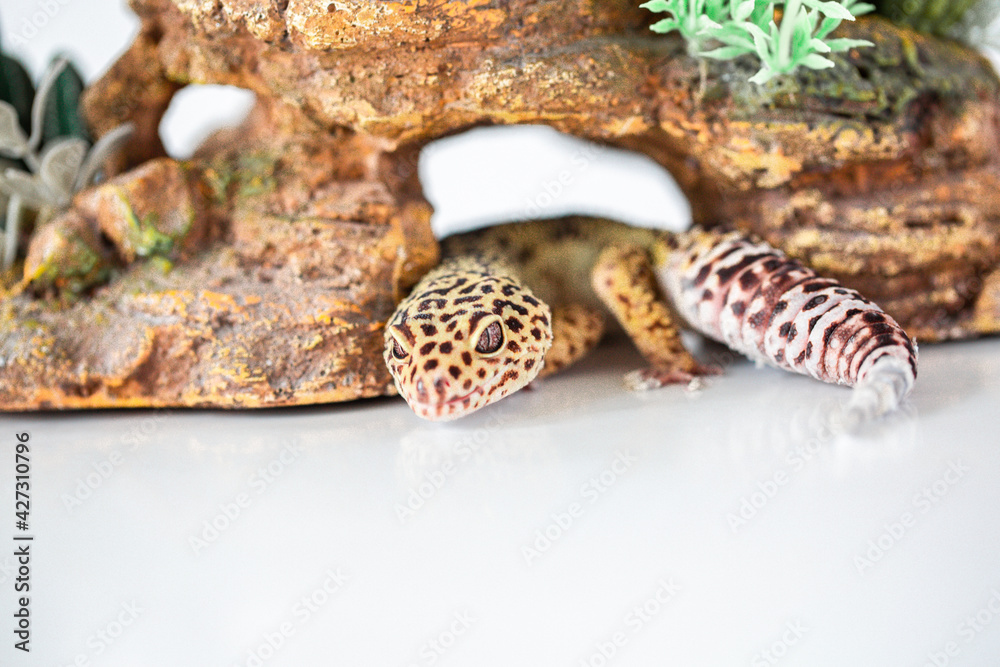 Obraz premium Leopard Spotted Gecko