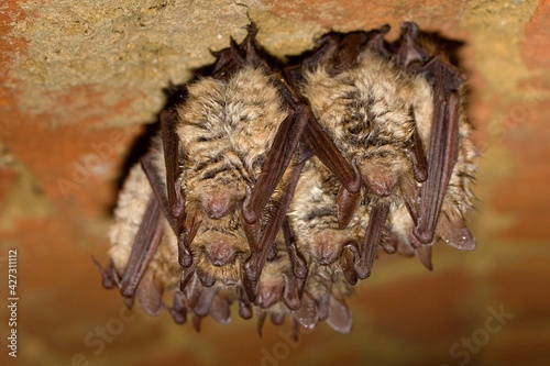 Konstfotografi Geoffroy's bat (Myotis emarginatus) wintering (hibernation) group in the wine ce